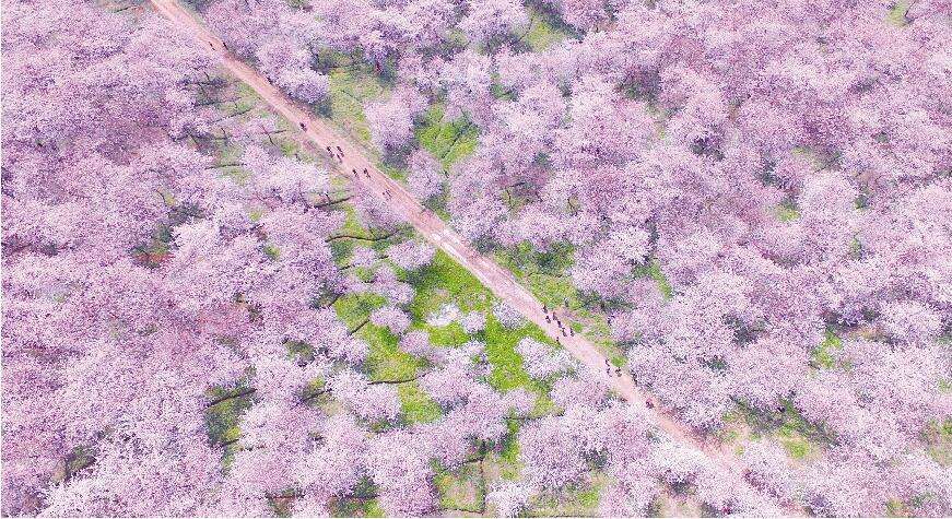 華全發(fā)電機組看櫻花海